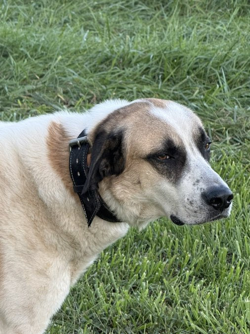 Durable Leather Dog Collars for Barn Dogs: 2026 Guide