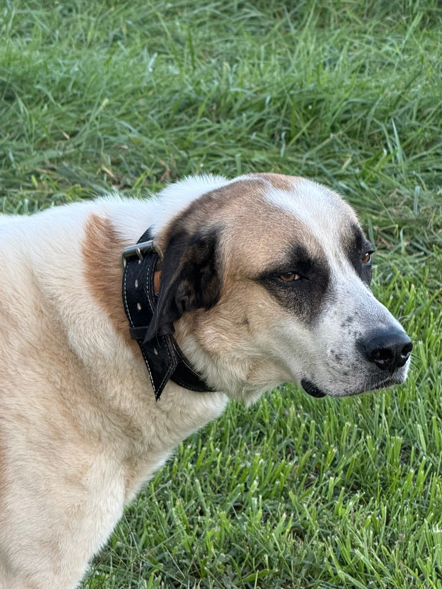 Handmade Hair-on-Hide Dog Collar — Made to Order