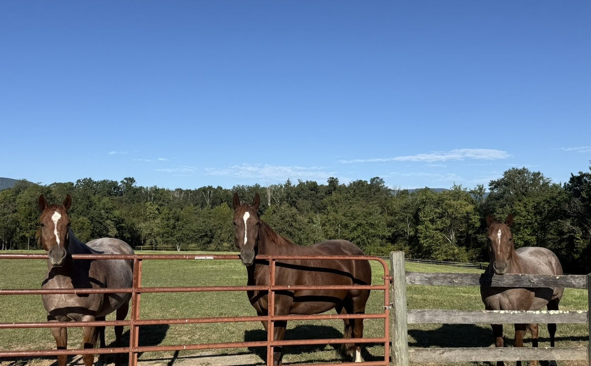 The Horse — The Basic Needs of a Horse (Digital Download)