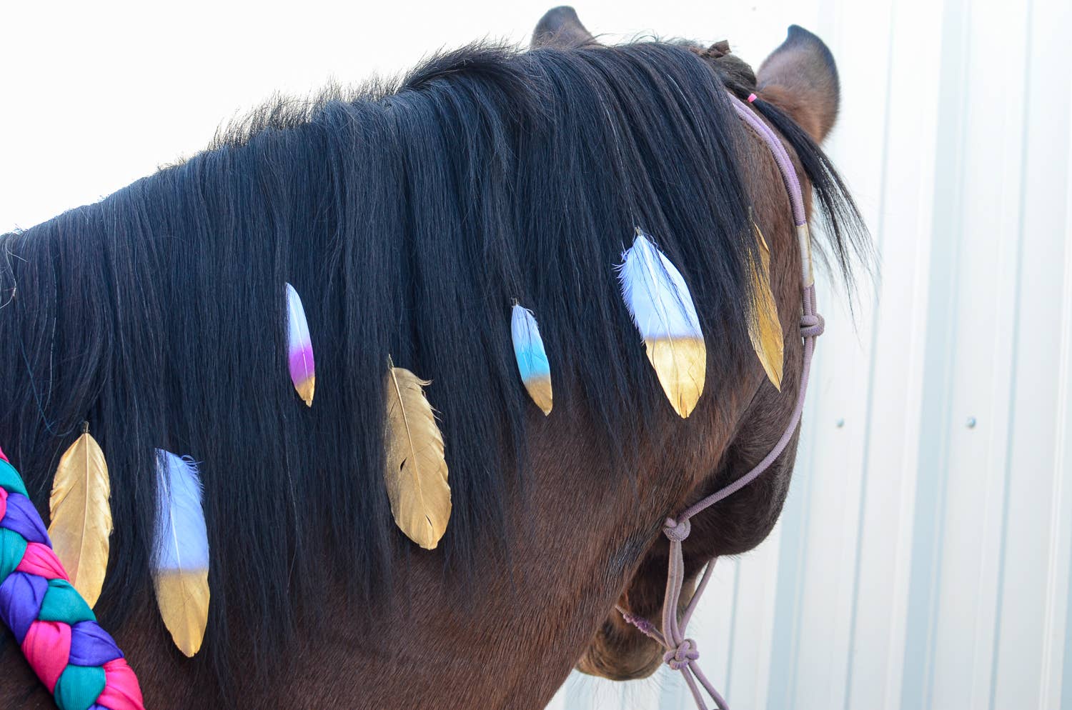 Mane Feathers for Horses - SET OF 5