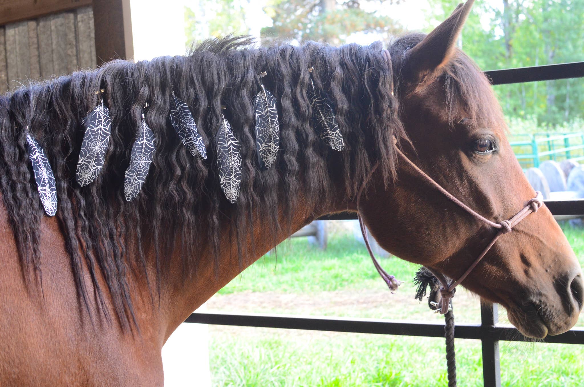 Mane Feathers for Horses - SET OF 5